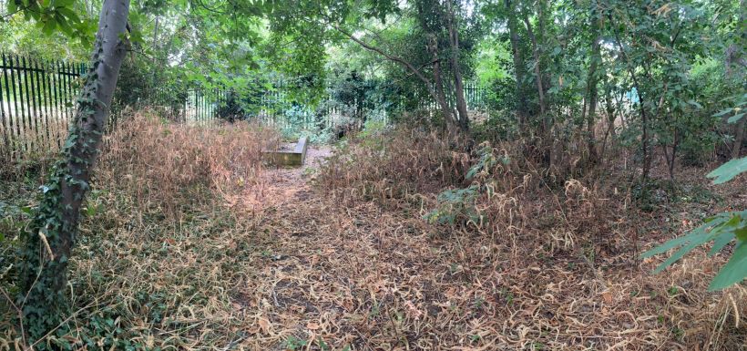 Overgrown forest school area at Shenstone School